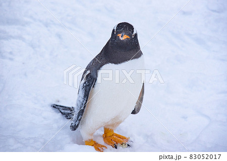 お散歩ペンギン 83052017