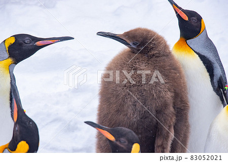 お散歩ペンギン 83052021
