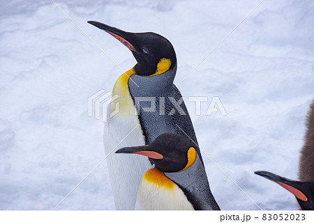 お散歩ペンギン 83052023