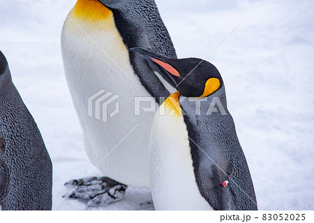 お散歩ペンギン 83052025