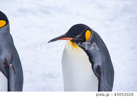 お散歩ペンギン 83052026