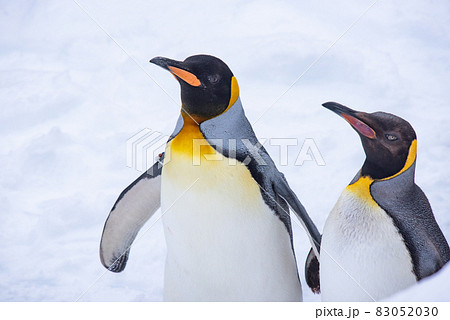お散歩ペンギン 83052030