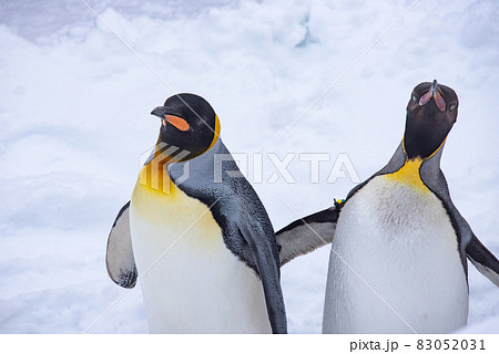 お散歩ペンギン 83052031