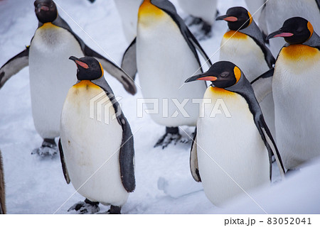 お散歩ペンギン 83052041