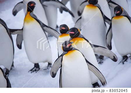 お散歩ペンギン 83052045