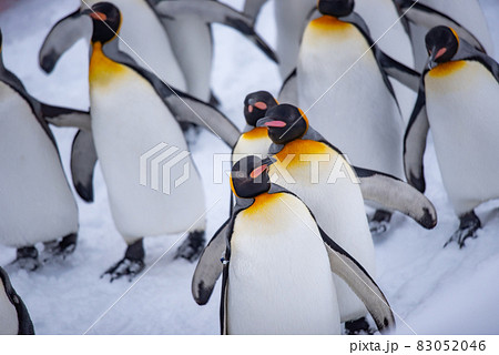 お散歩ペンギン お散歩ペンギン 83052046