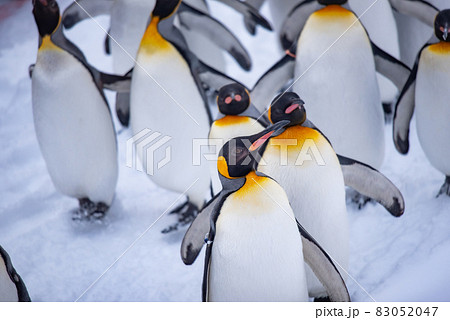 お散歩ペンギン 83052047