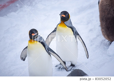 お散歩ペンギン 83052052