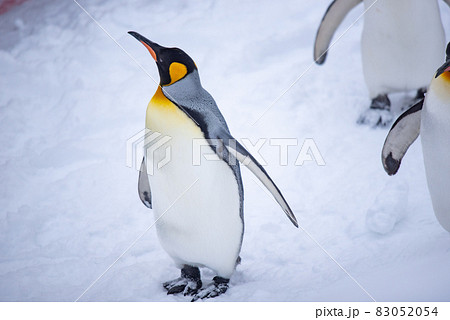 お散歩ペンギン お散歩ペンギン 83052054