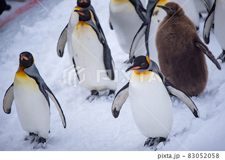 お散歩ペンギン 83052058