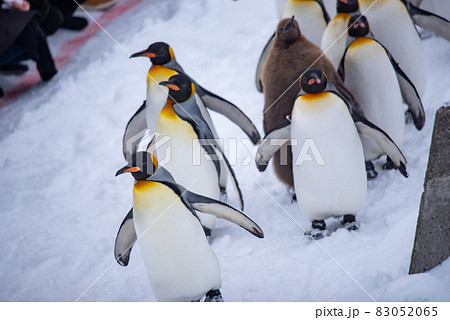 お散歩ペンギン 83052065