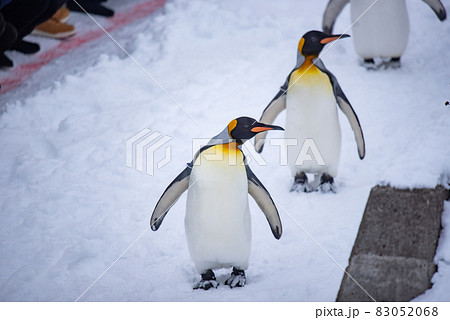 お散歩ペンギン お散歩ペンギン 83052068