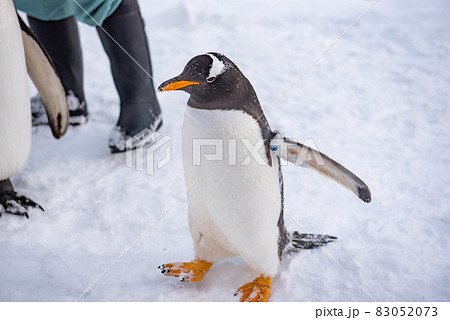 お散歩ペンギン 83052073