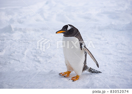 お散歩ペンギン お散歩ペンギン 83052074