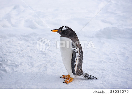 お散歩ペンギン 83052076