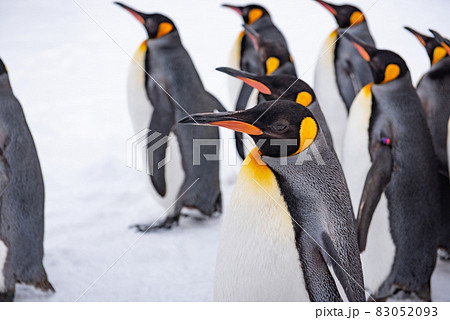 お散歩ペンギン 83052093