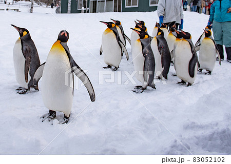 お散歩ペンギン お散歩ペンギン 83052102