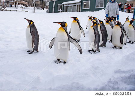 お散歩ペンギン 83052103