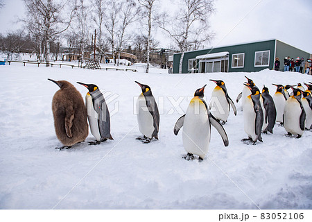 お散歩ペンギン お散歩ペンギン 83052106