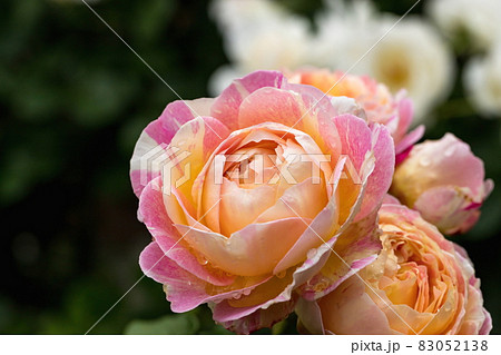 ピンクのバラの花 83052138
