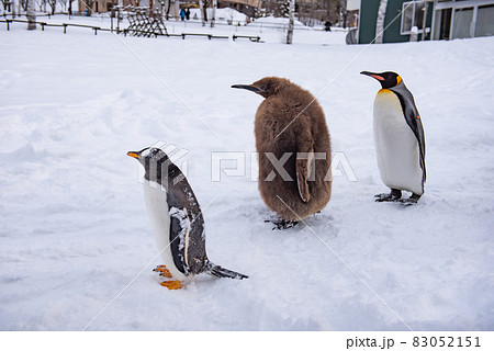 お散歩ペンギン お散歩ペンギン 83052151