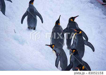 お散歩ペンギン お散歩ペンギン 83052158