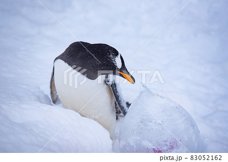お散歩ペンギン 83052162