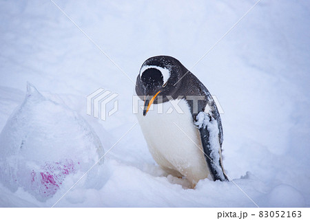 お散歩ペンギン 83052163