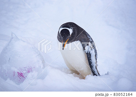 お散歩ペンギン 83052164