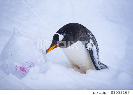 お散歩ペンギン 83052167
