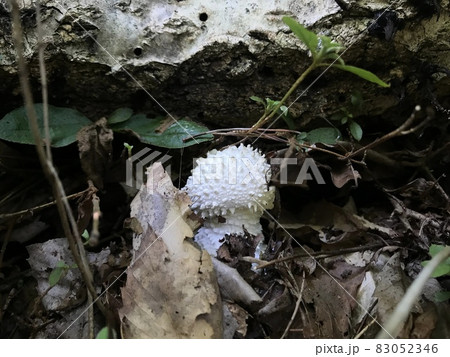 仙台市の植物 雑木林のシロオニタケ 仙台市の植物 雑木林のシロオニタケ 83052346