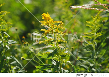 セイタカアワダチソウ セイタカアワダチソウ 83052559
