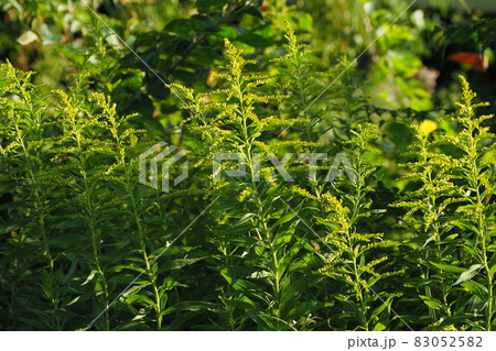 セイタカアワダチソウ 83052582