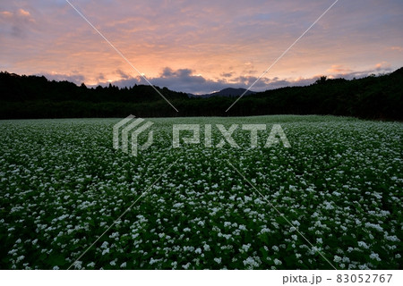 笠のそば畑 83052767