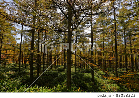 長野県南佐久郡佐久穂町 八千穂高原メルヘン街道沿いの白樺とカラマツの紅葉 長野県南佐久郡佐久穂町 八千穂高原メルヘン街道沿いの白樺とカラマツの紅葉 83053223