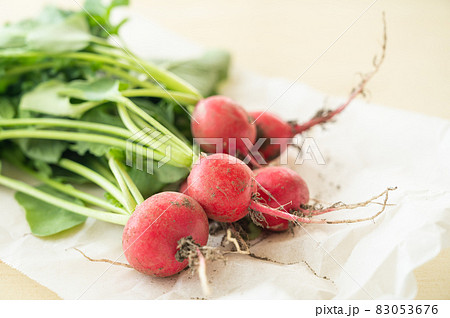 採りたてのラディッシュ 採りたてのラディッシュ 83053676