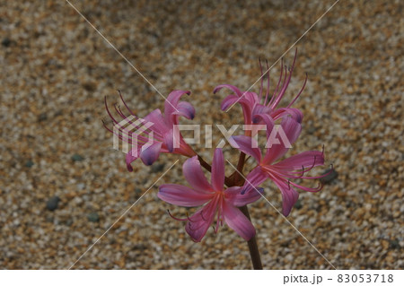 ナツズイセン 83053718