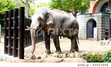 Zoorasiaのインドゾウ Zoorasiaのインドゾウ 83053948