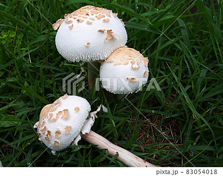 水無瀬川の土手に生えたオオシロカラカサタケ 水無瀬川の土手に生えたオオシロカラカサタケ 83054018