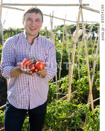 Positive man gardener picking harvest of fresh tomatoes Positive man gardener picking harvest of fresh tomatoes 83054190