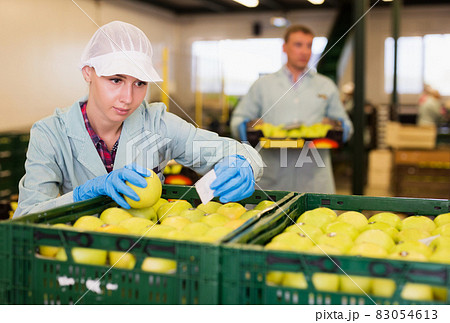woman checking quality of apples in boxes woman checking quality of apples in boxes 83054613