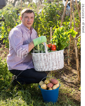Joyful man harvesting vegetables in a basket Joyful man harvesting vegetables in a basket 83054782