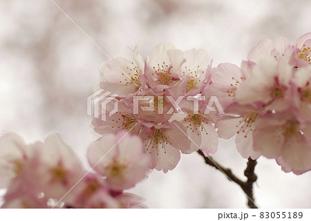 寒桜（カンザクラ）の淡いピンクの花が可愛い 83055189