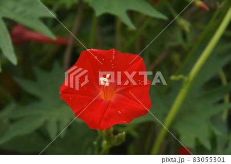 ルコウソウ 83055301