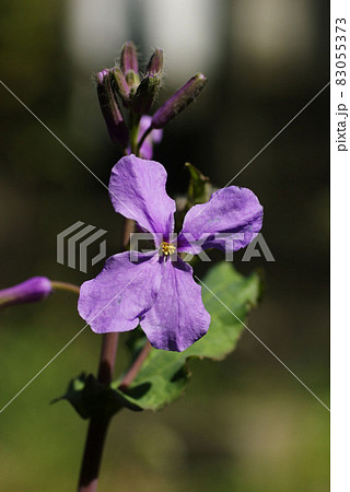 早春を迎えムラサキハナナ(紫花菜)の花が爽やか 83055373