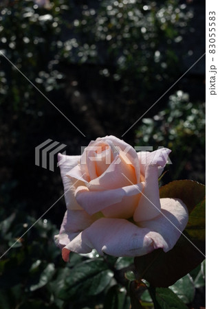 満開の薔薇 83055583