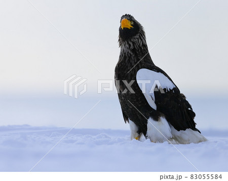 雪上に佇むオオワシ 83055584