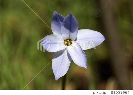 ハナニラ 花韮 の薄紫の小花が星の形をして可愛いの写真素材