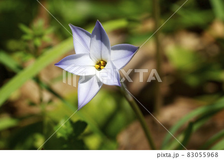 ハナニラ（花韮）の薄紫の小花が星の形をして可愛い 83055968