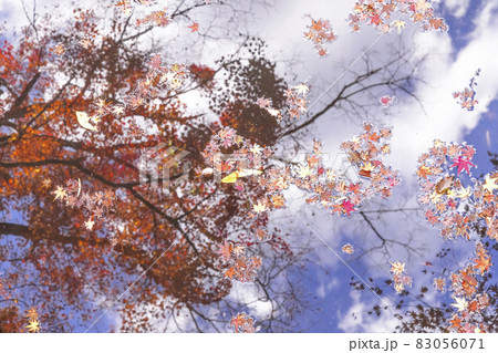 池にうつる紅葉 池にうつる紅葉 83056071